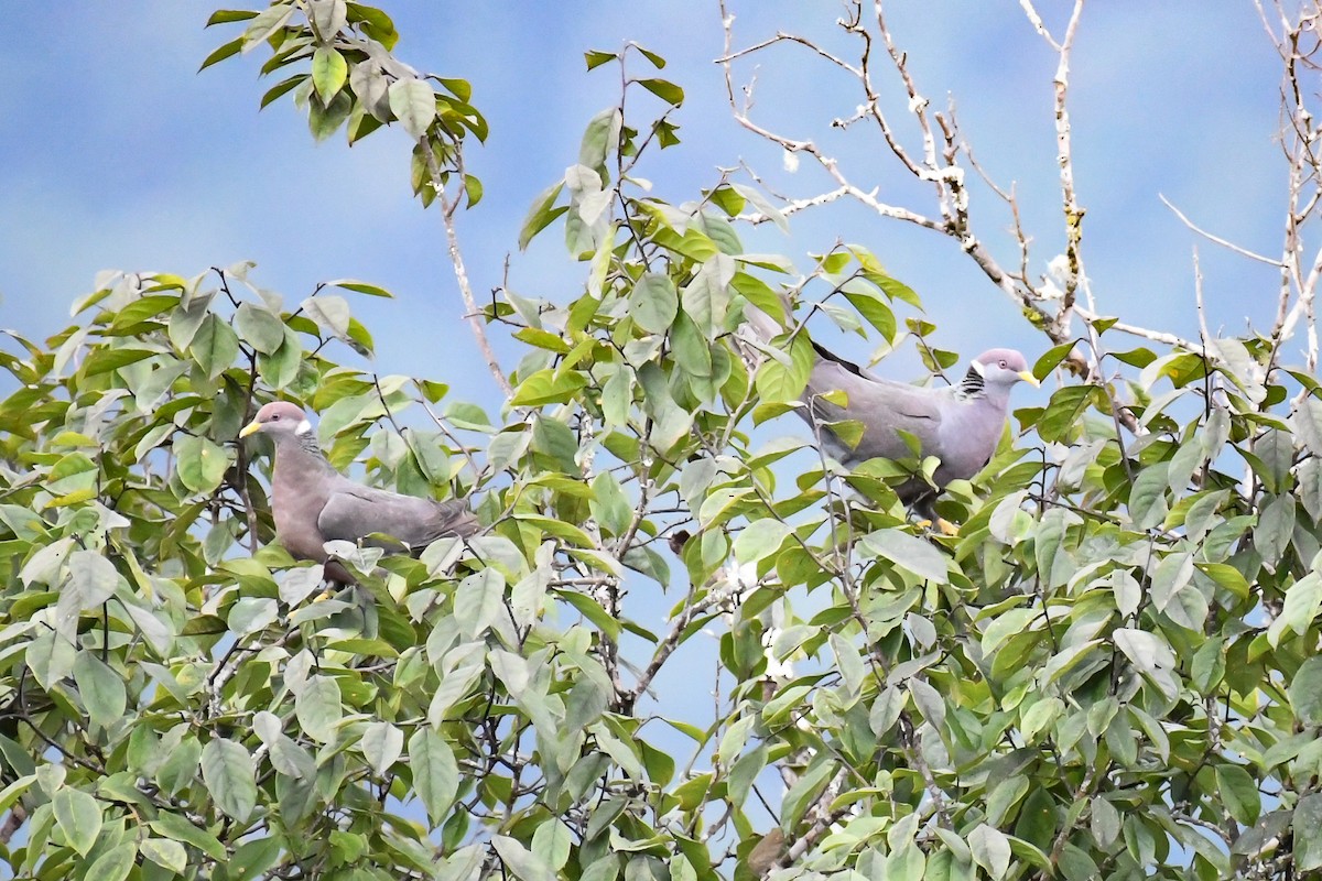 Band-tailed Pigeon - ML218348691