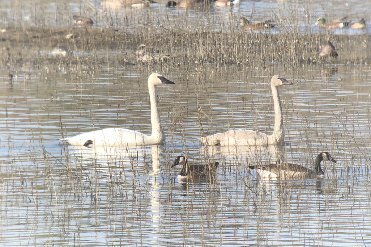 Cygne trompette - ML218348801