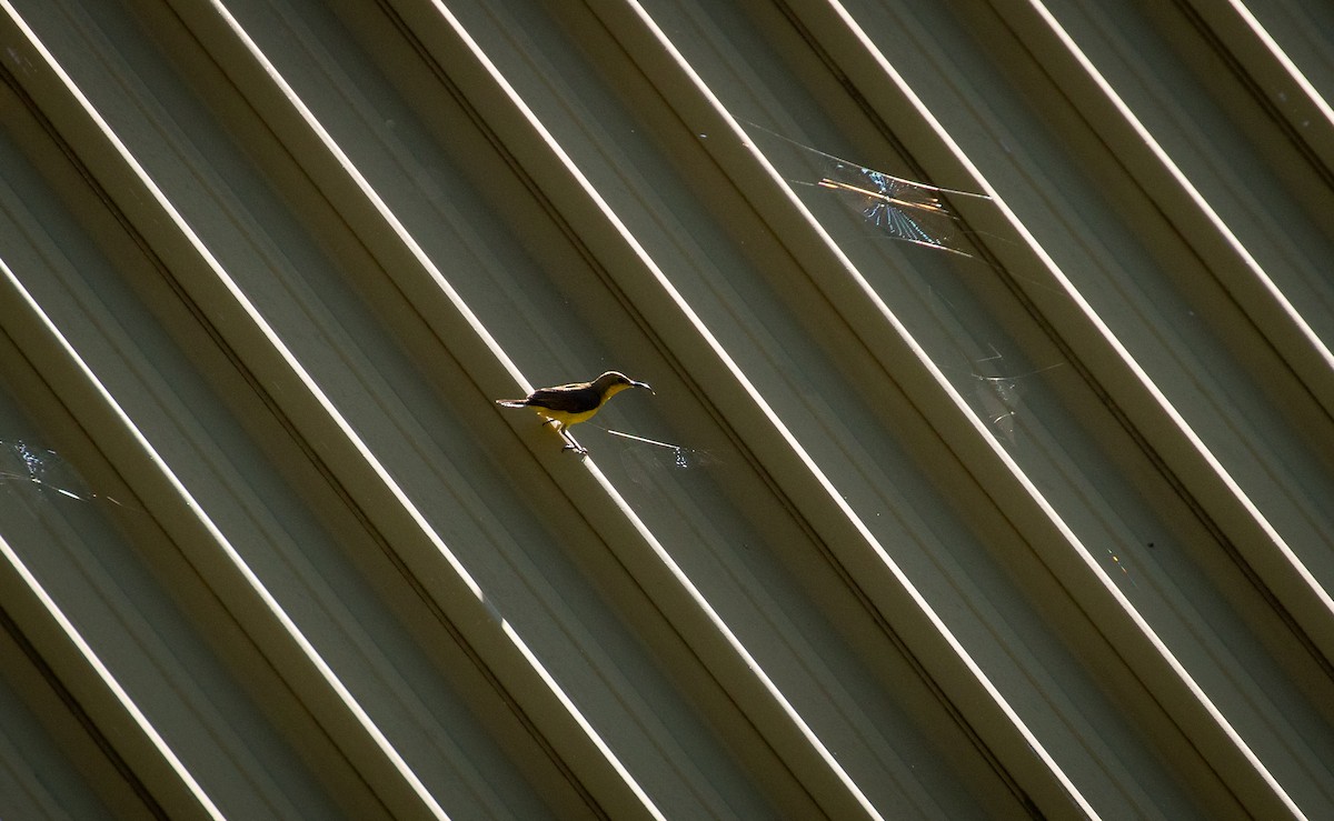 Ornate Sunbird - ML218350091