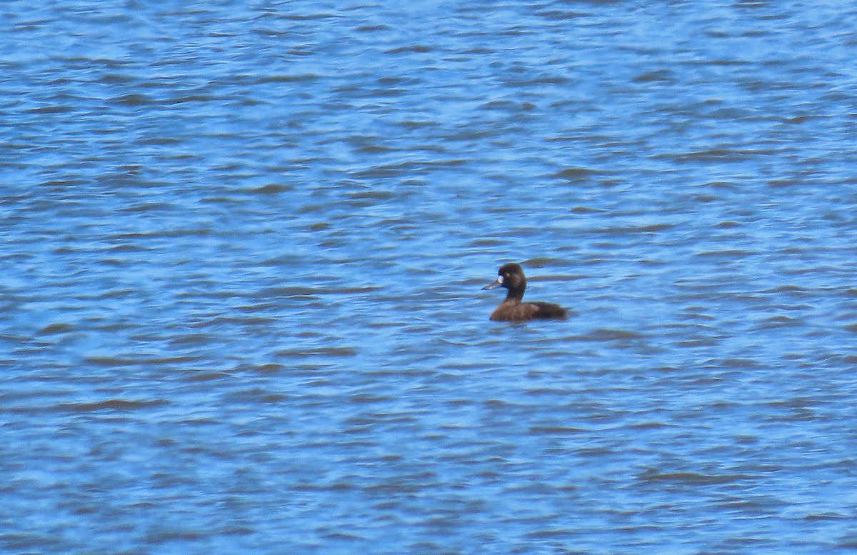 Lesser Scaup - ML218352481