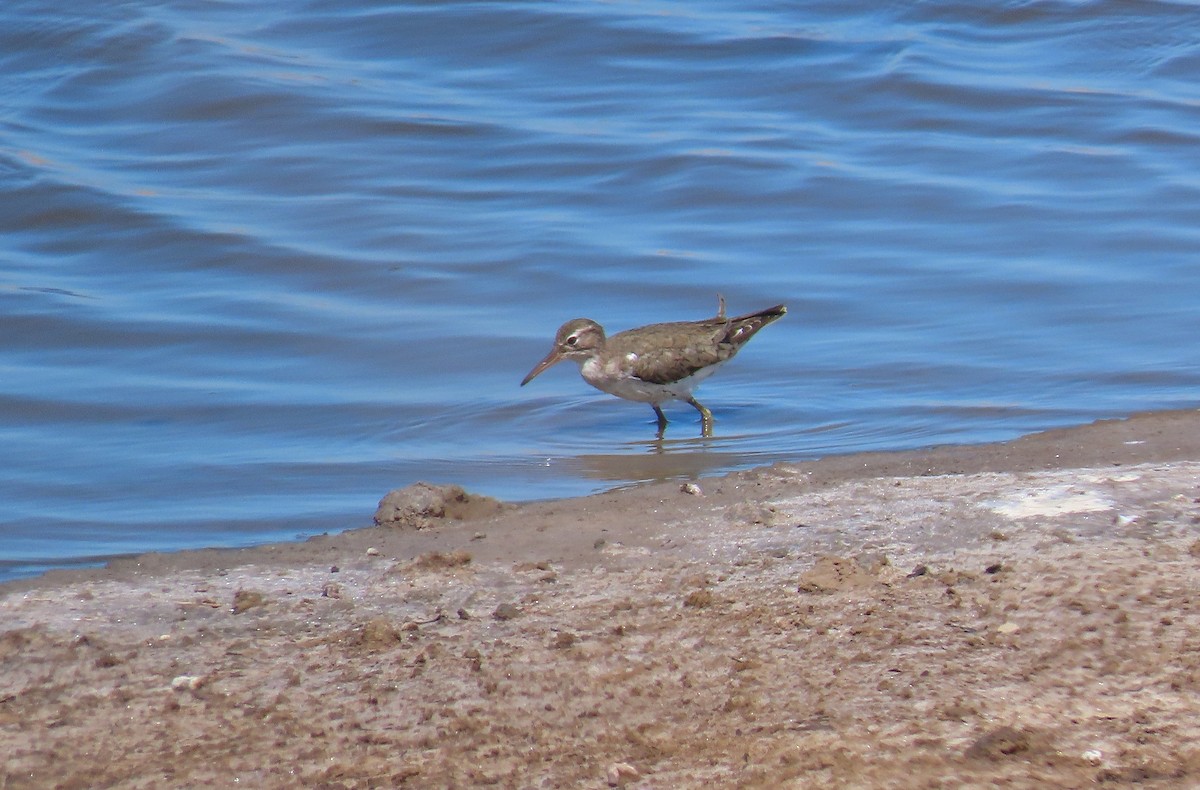 Spotted Sandpiper - ML218353471