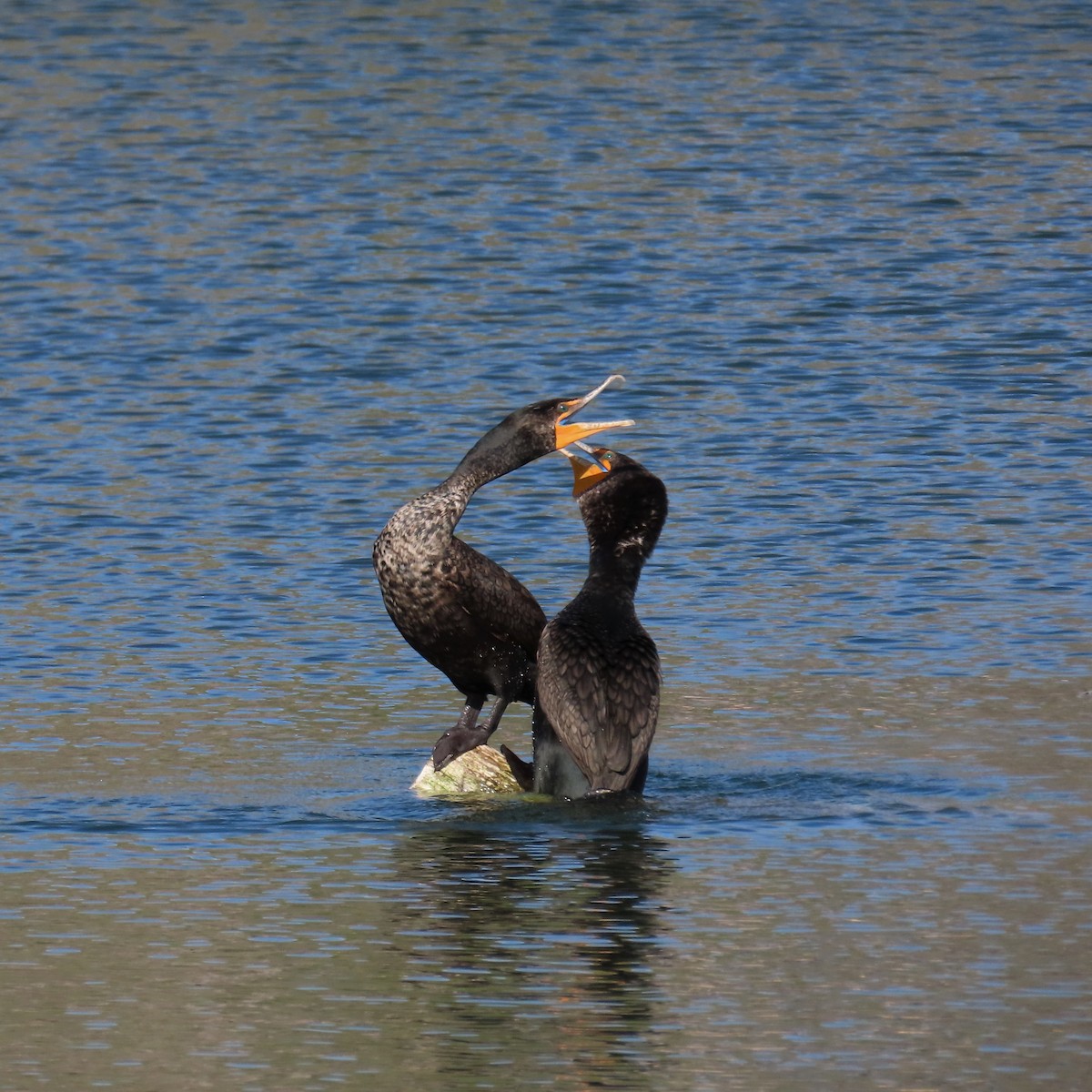 Double-crested Cormorant - ML218353761