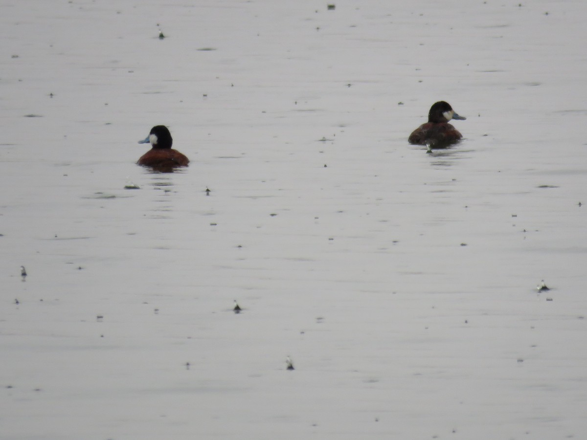 Ruddy Duck - ML218354641