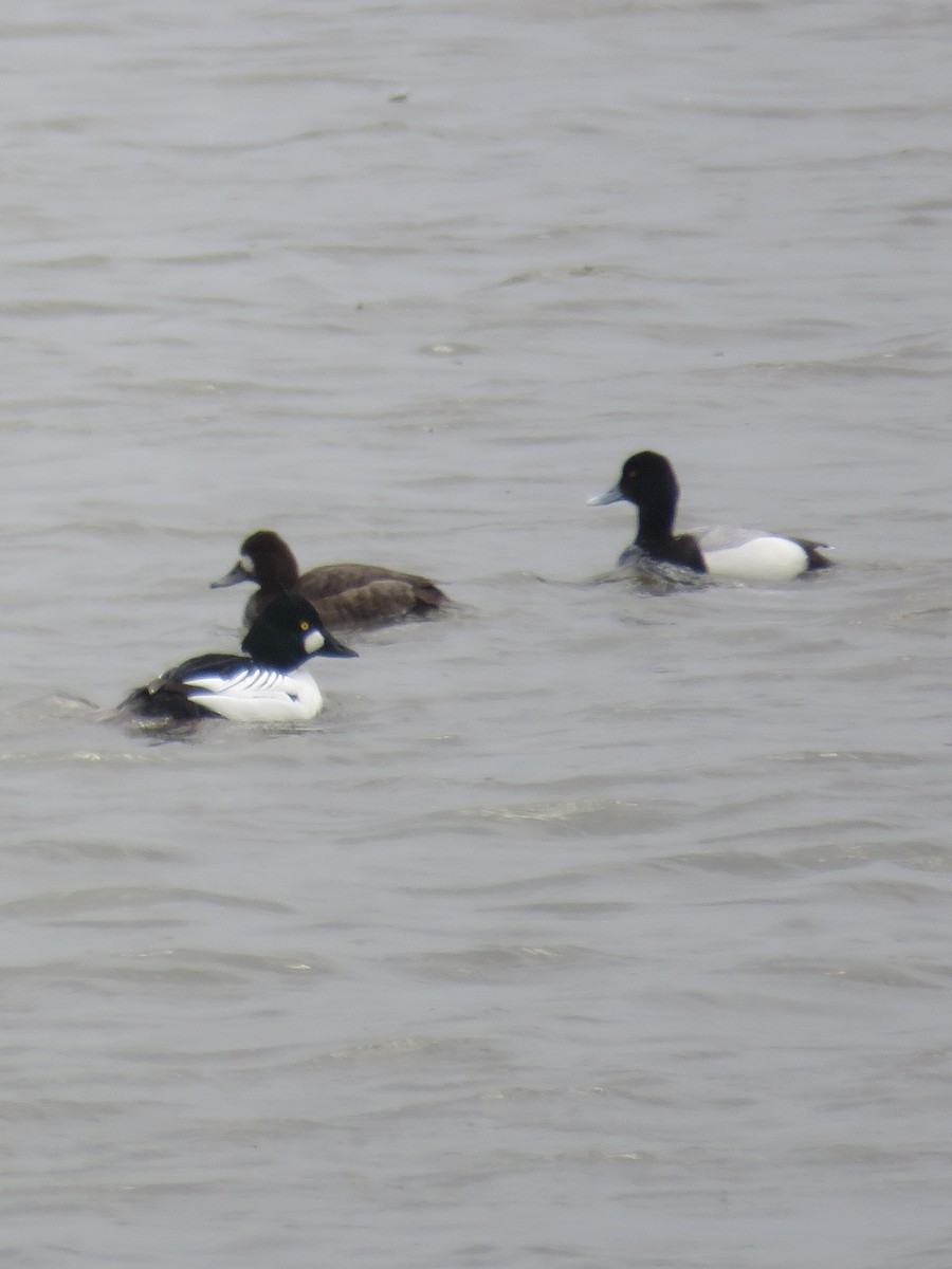 Lesser Scaup - ML218354711