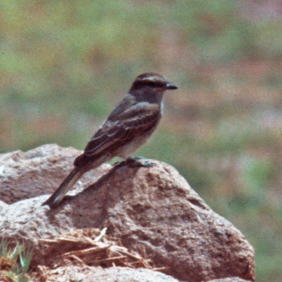 Crowned Slaty Flycatcher - ML218355471