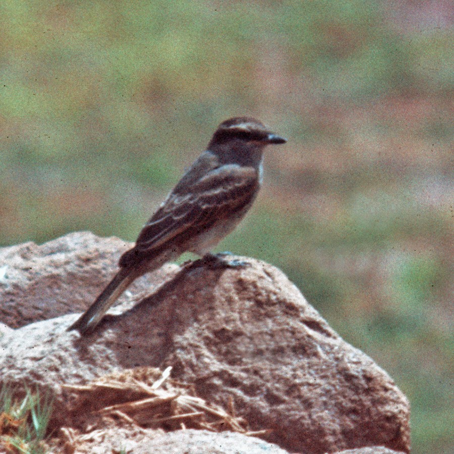 Crowned Slaty Flycatcher - La Chiricoca