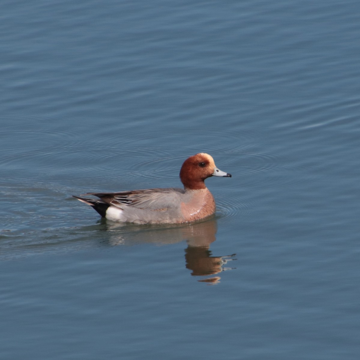 Eurasian Wigeon - ML218355601