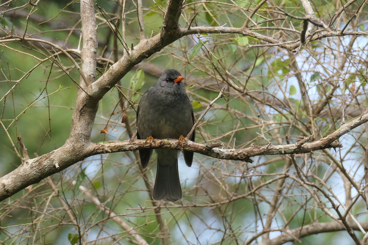 Mauritius Bulbul - Margot Oorebeek