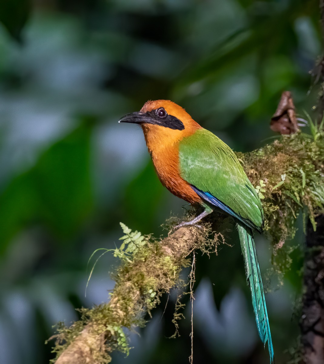 Rufous Motmot - Mel Senac