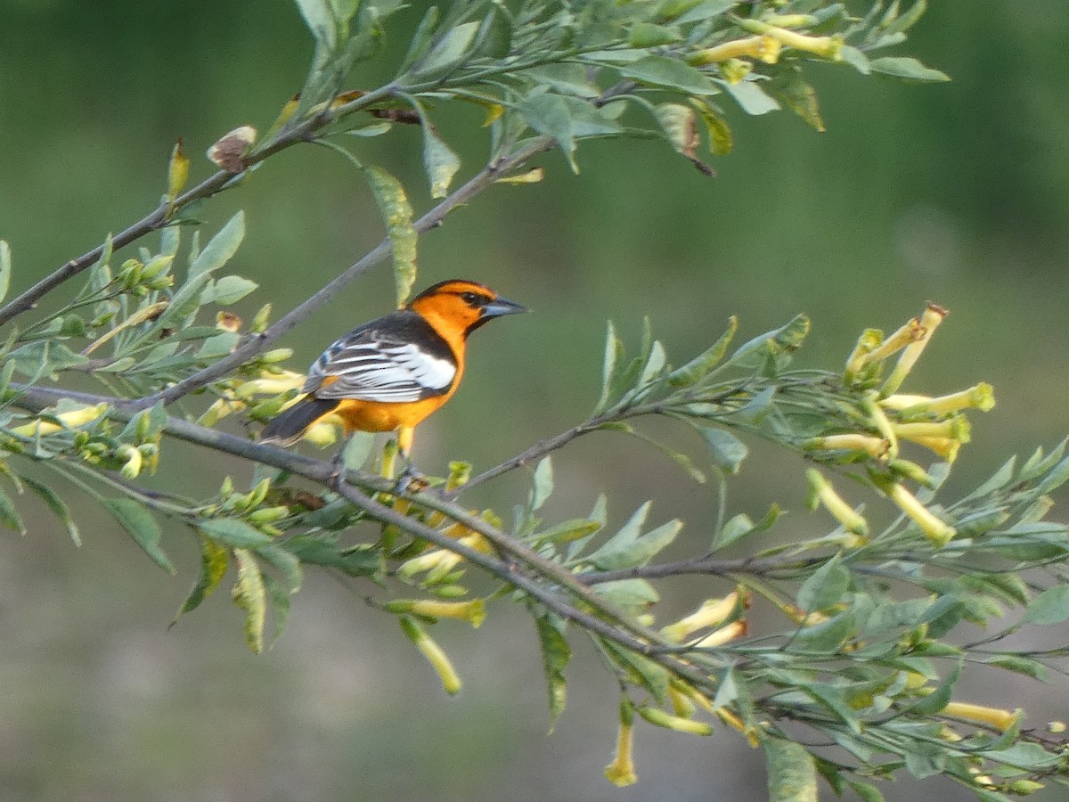 Bullock's Oriole - ML218356651