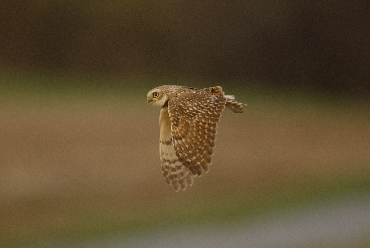 Burrowing Owl (Western) - ML218356861