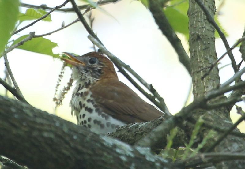 Wood Thrush - ML21836031