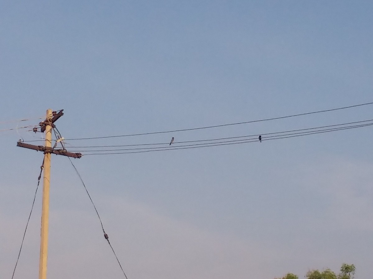 Ashy Woodswallow - vaazhaikumar kumar