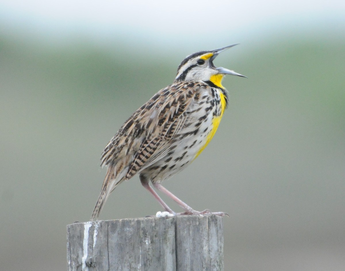 Eastern Meadowlark - Jim Highberger