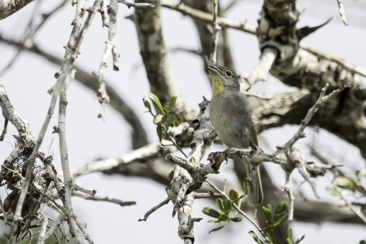 Rose-throated Tanager - Jorge Eduardo Ruano