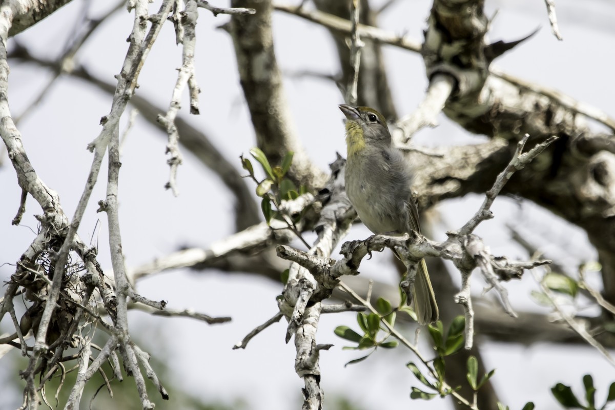 Rose-throated Tanager - Jorge Eduardo Ruano