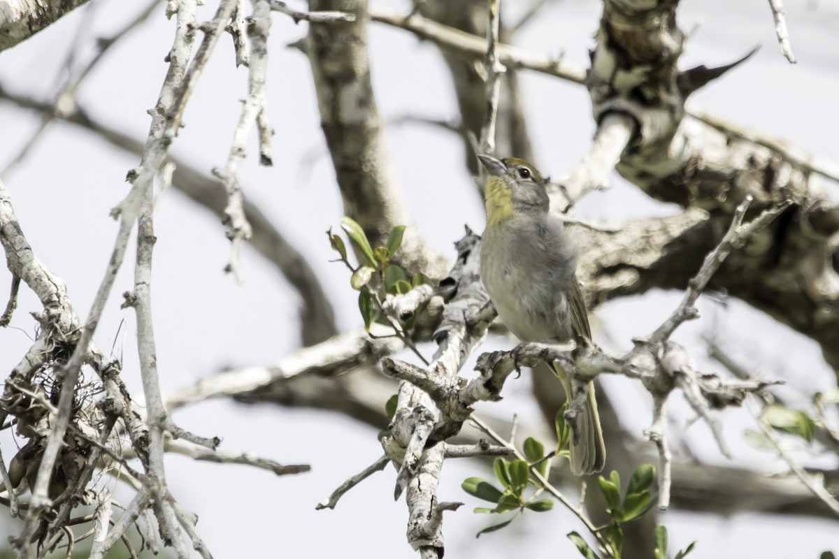 Rose-throated Tanager - Jorge Eduardo Ruano