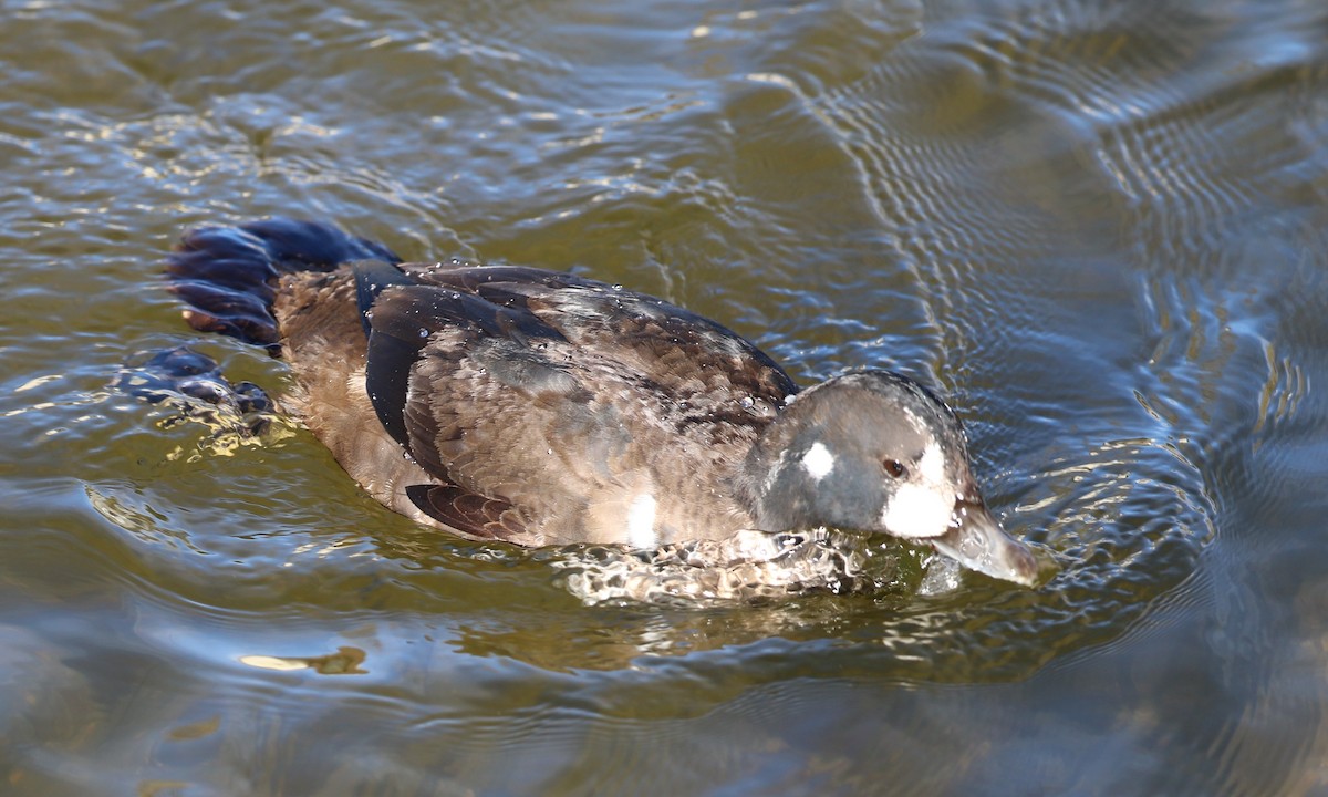 Harlequin Duck - Robert Bochenek