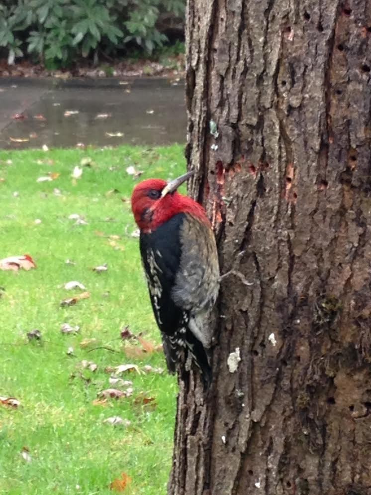 Red-breasted Sapsucker - ML21836621