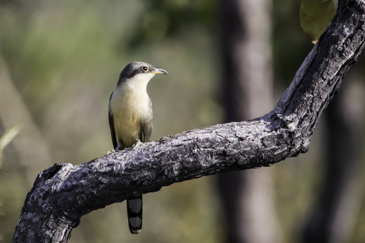 Mangrove Cuckoo - ML218366211