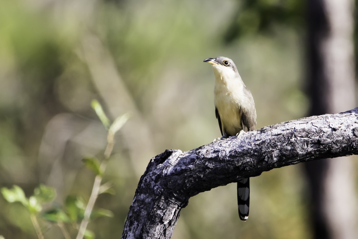 Mangrove Cuckoo - ML218366221