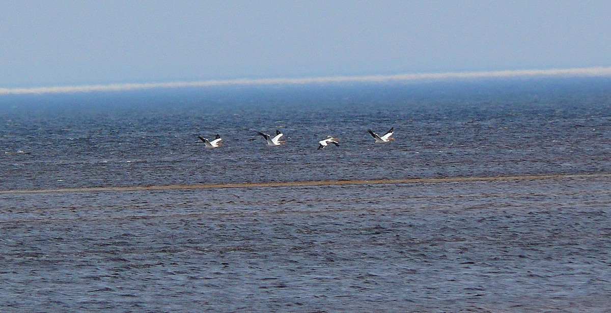 American White Pelican - ML21836781