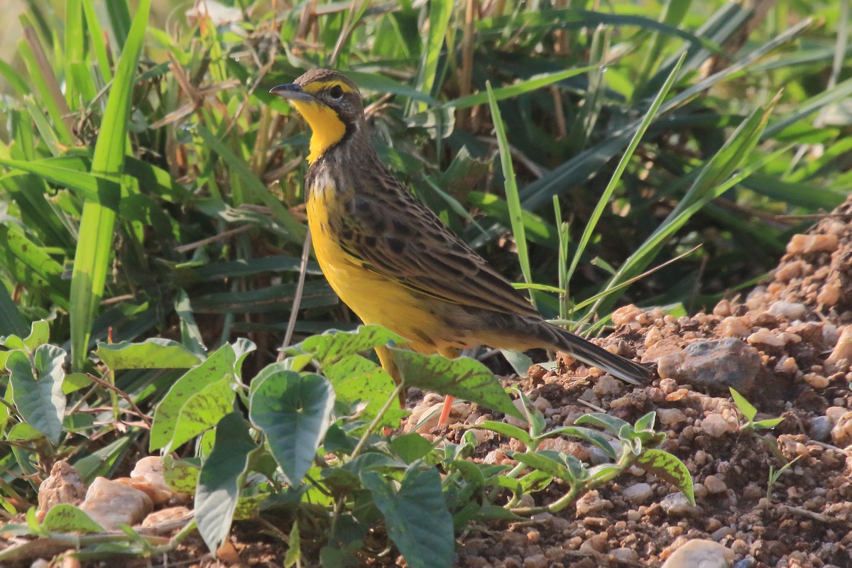 Yellow-throated Longclaw - ML218368181