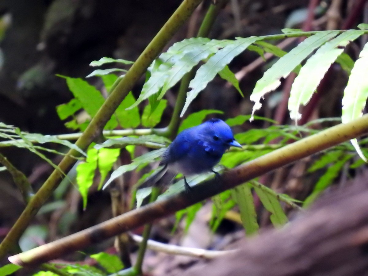 Black-naped Monarch - ML218369401