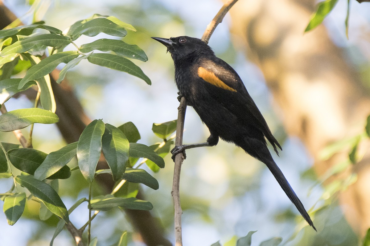 Variable Oriole - Luiz Carlos Ramassotti