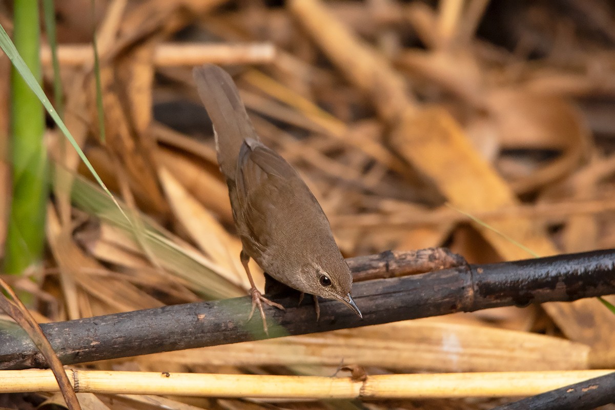 Baikal Bush Warbler - Ayuwat Jearwattanakanok