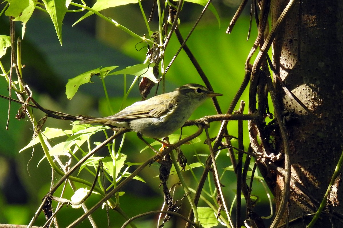 Arctic Warbler - Julius Paner