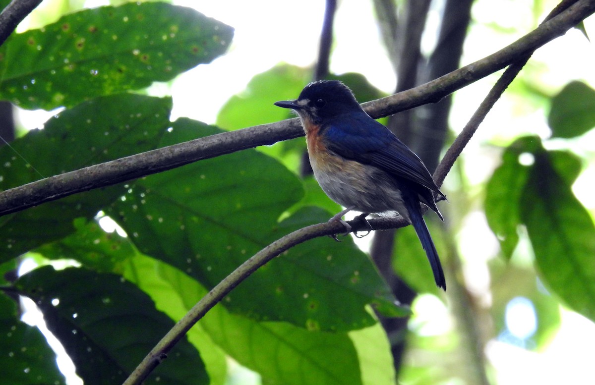 Mangrove Blue Flycatcher - Julius Paner