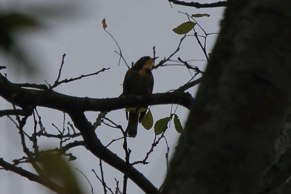 Yellow-throated Cuckoo - ML218370191