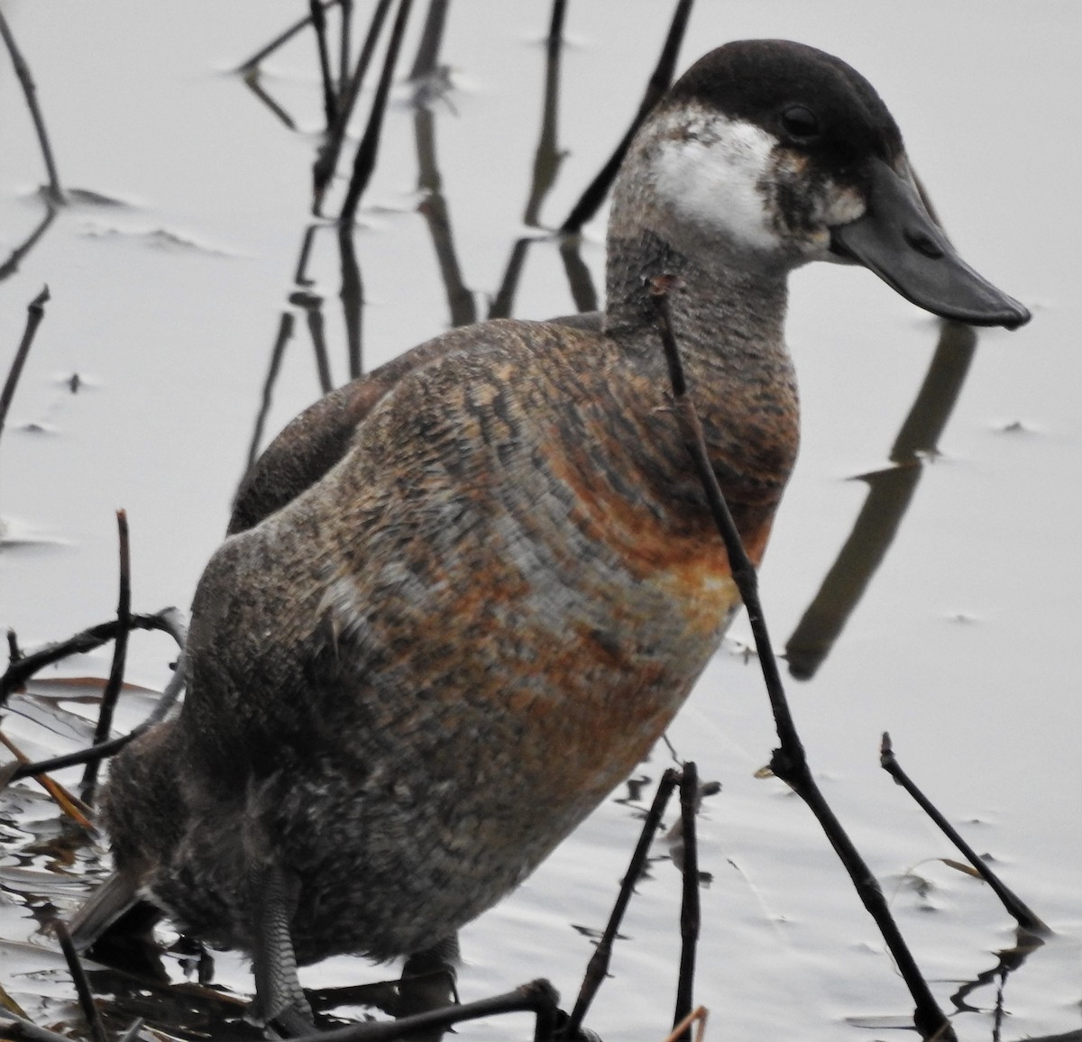 Ruddy Duck - Paul McKenzie