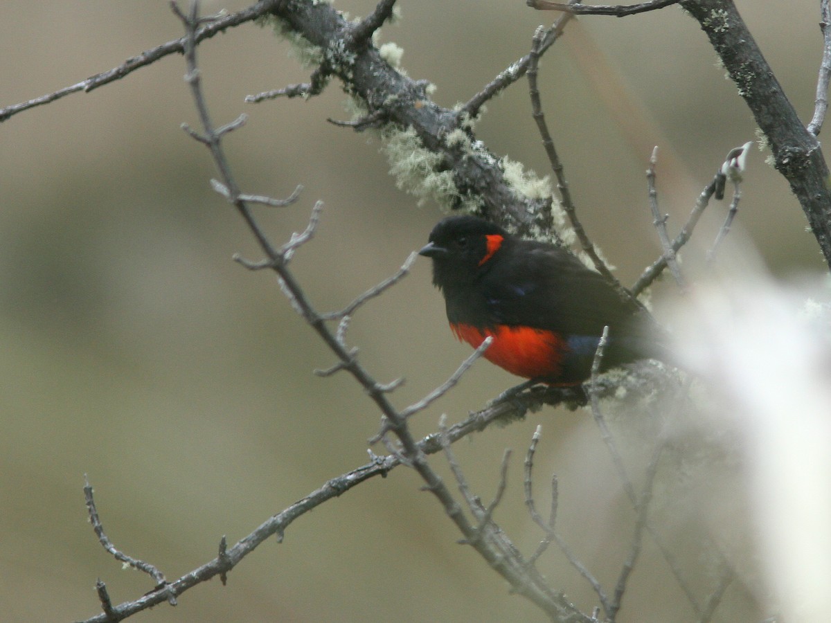 Scarlet-bellied Mountain Tanager - ML21837051