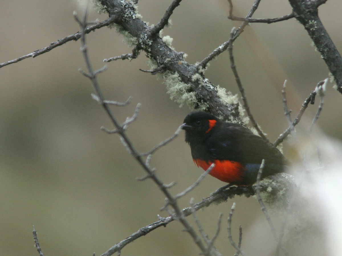 Scarlet-bellied Mountain Tanager - Larry Therrien
