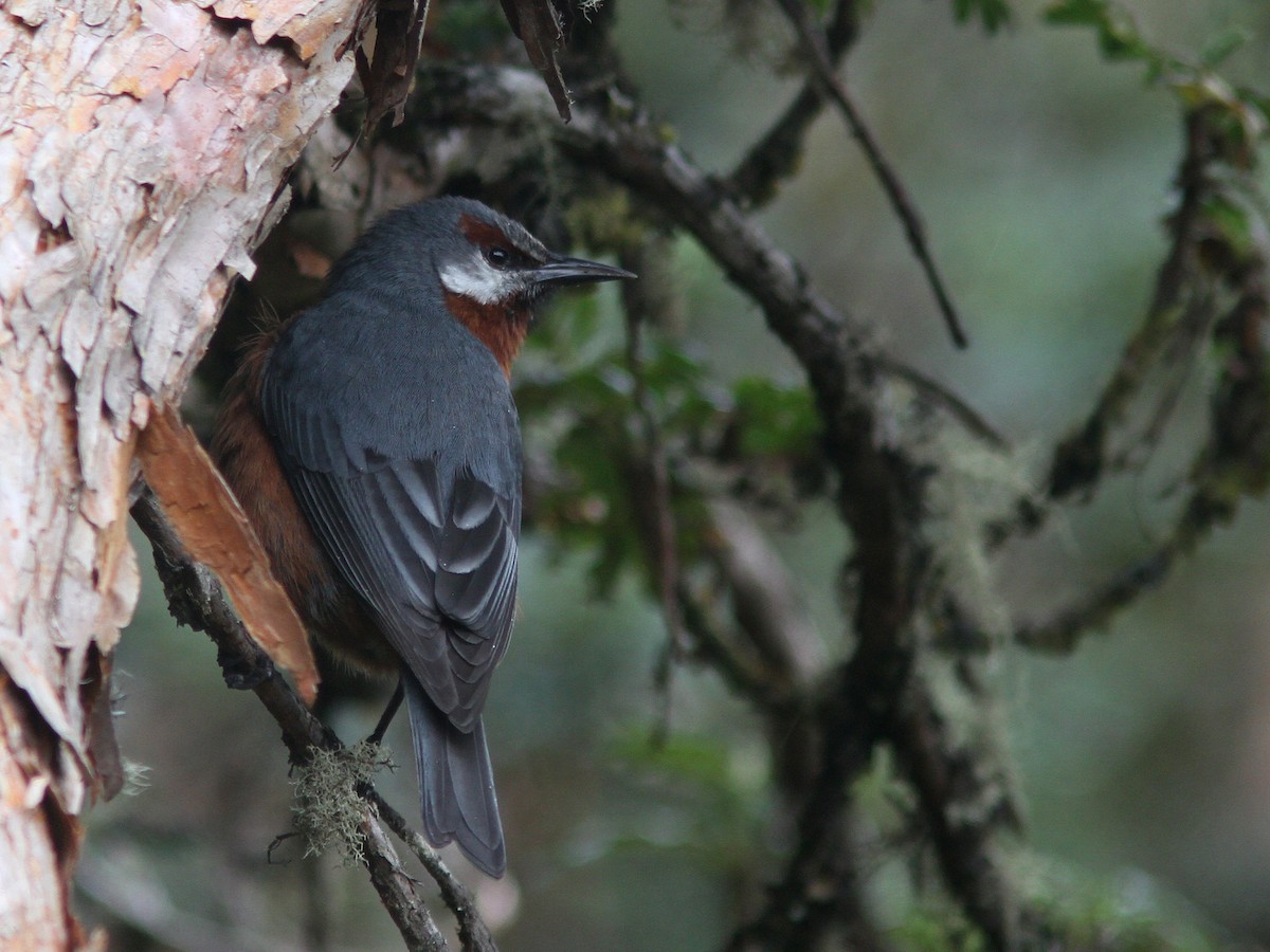 Giant Conebill - ML21837071