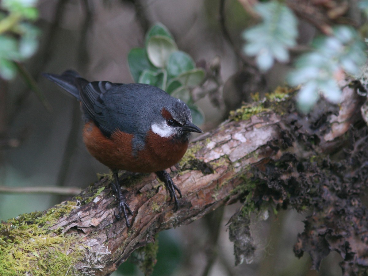 Giant Conebill - ML21837081