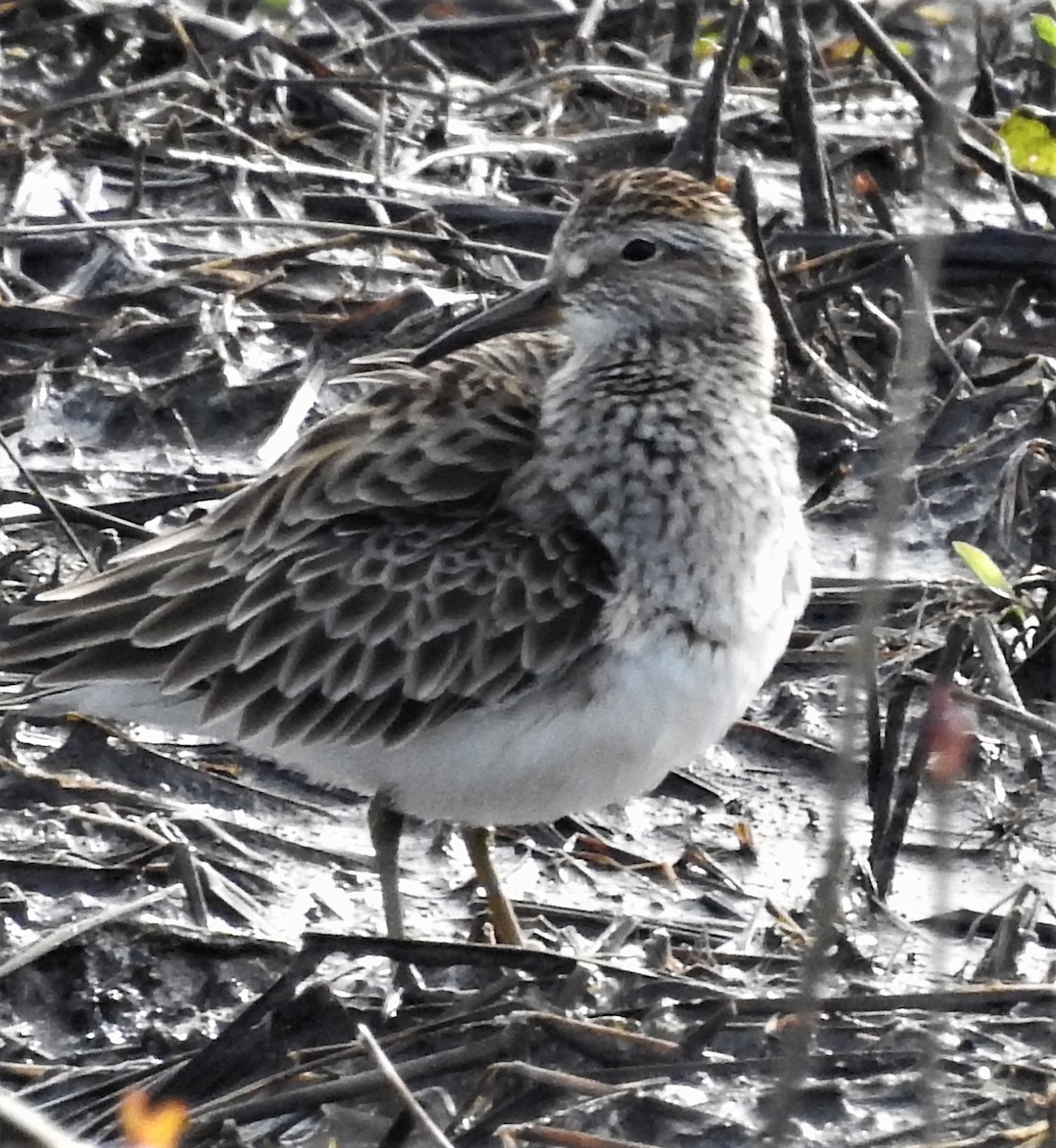 Pectoral Sandpiper - Paul McKenzie