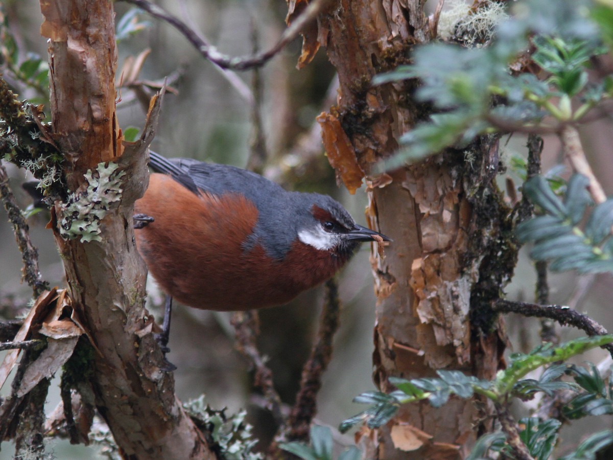 Giant Conebill - ML21837091