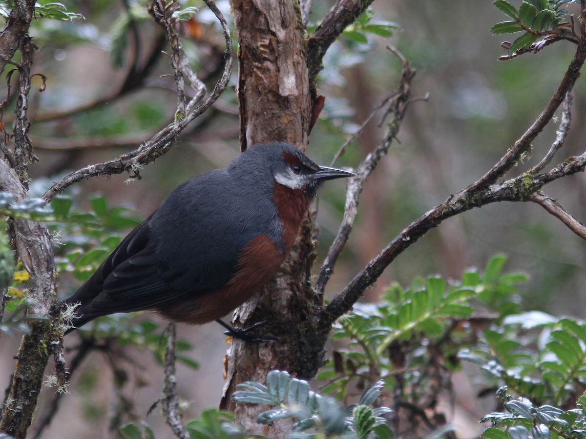 Giant Conebill - ML21837101