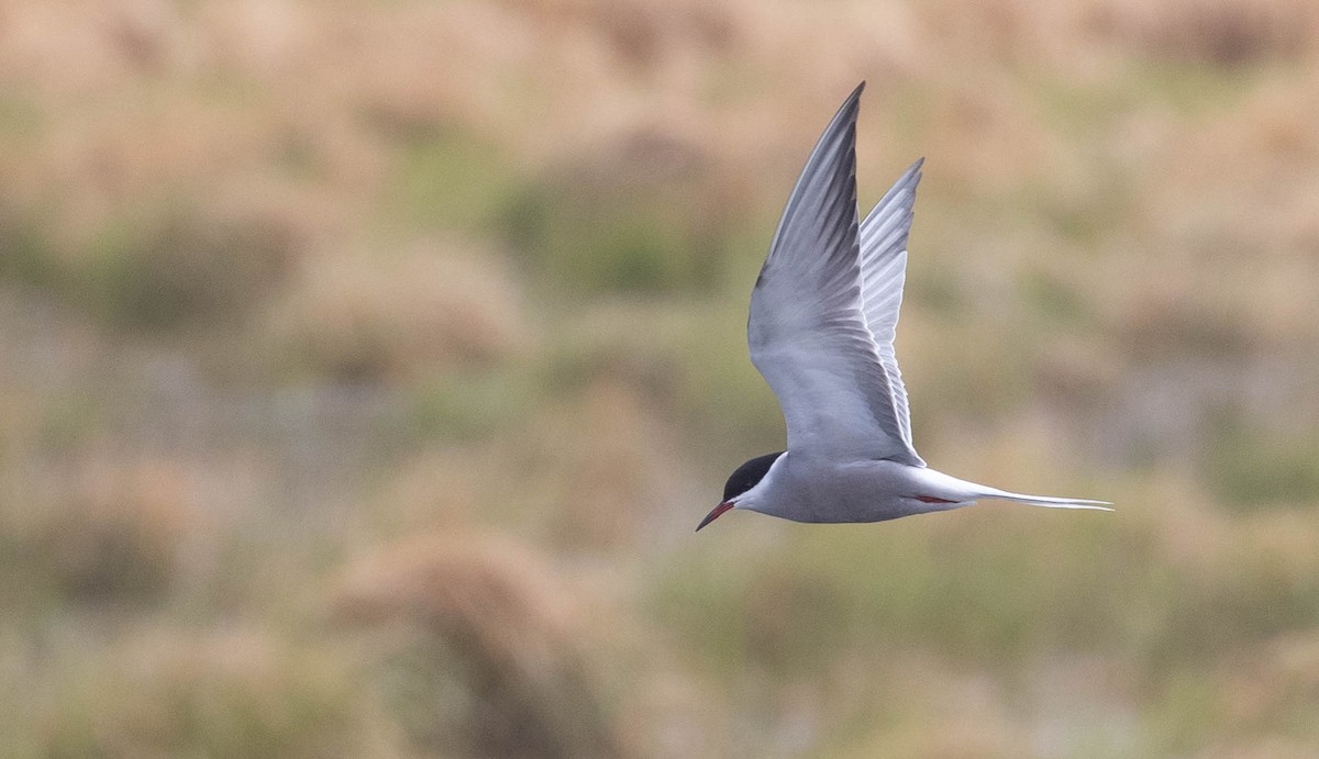 Речная крачка (hirundo/tibetana) - ML218371051