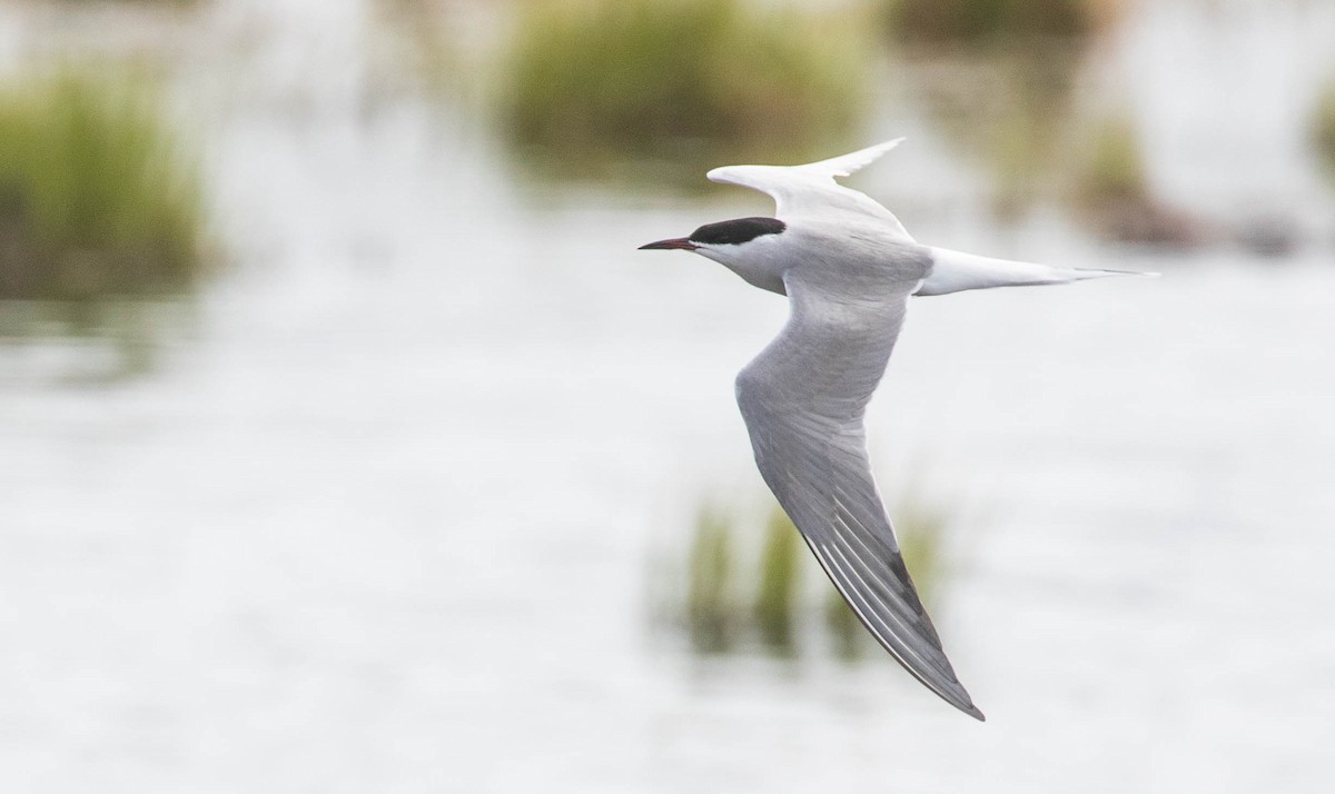 Common Tern (hirundo/tibetana) - ML218371101