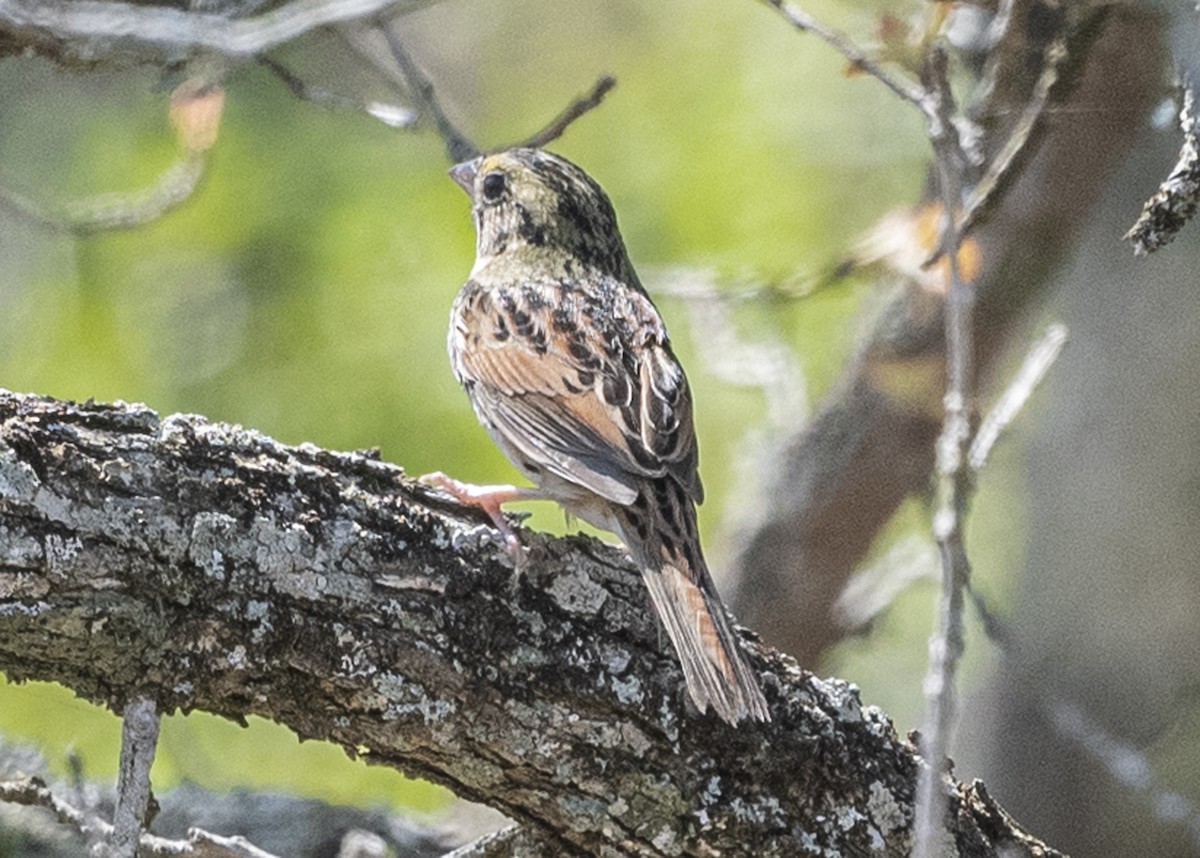 Henslow's Sparrow - Michael Linz