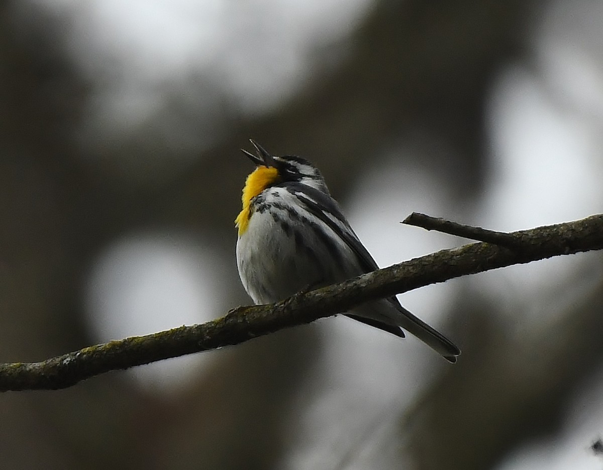 Yellow-throated Warbler - ML218372271