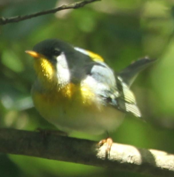 Northern Parula - ML21837341