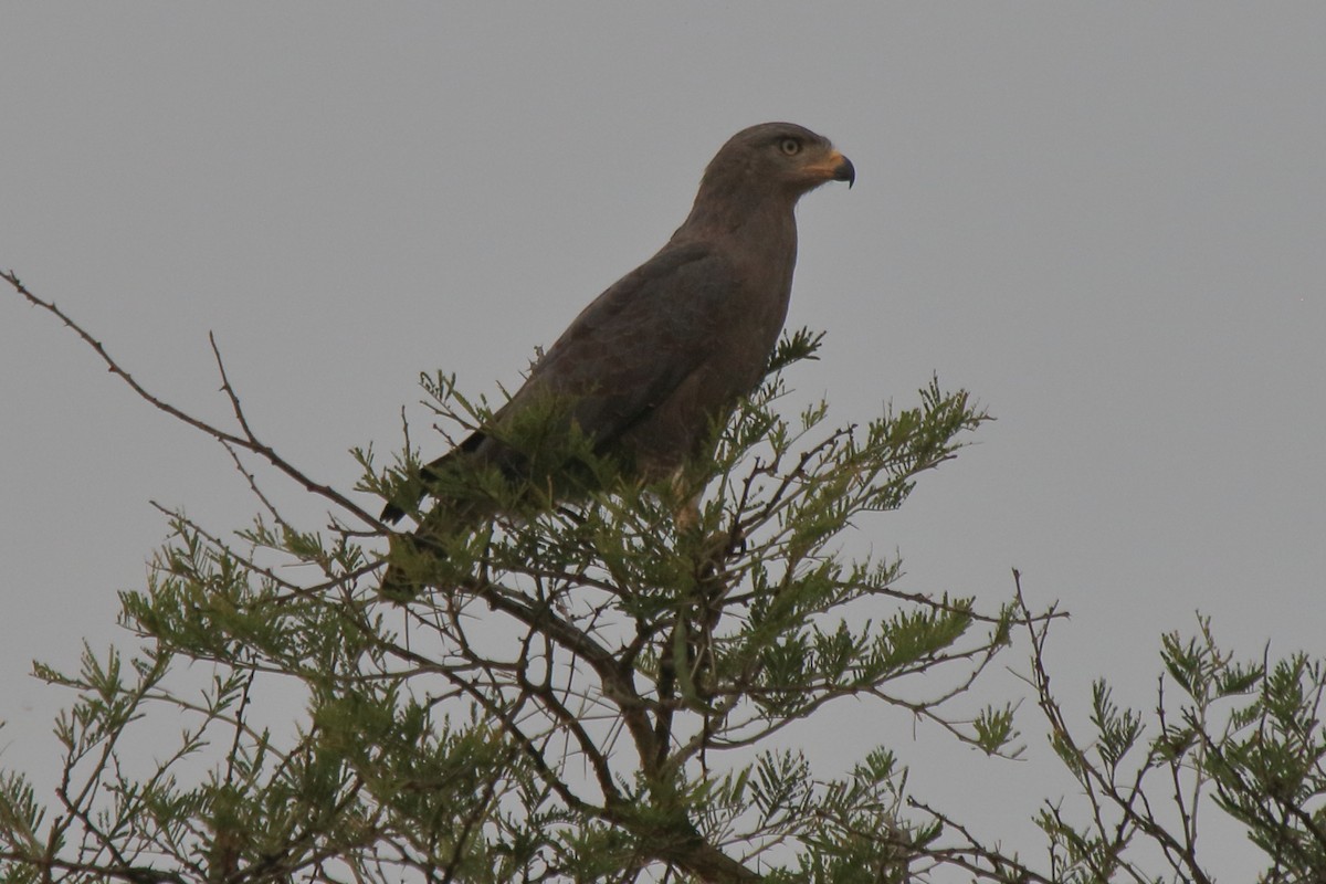 Banded Snake-Eagle - ML218373741