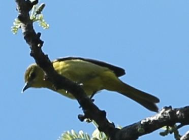 Orchard Oriole - sicloot