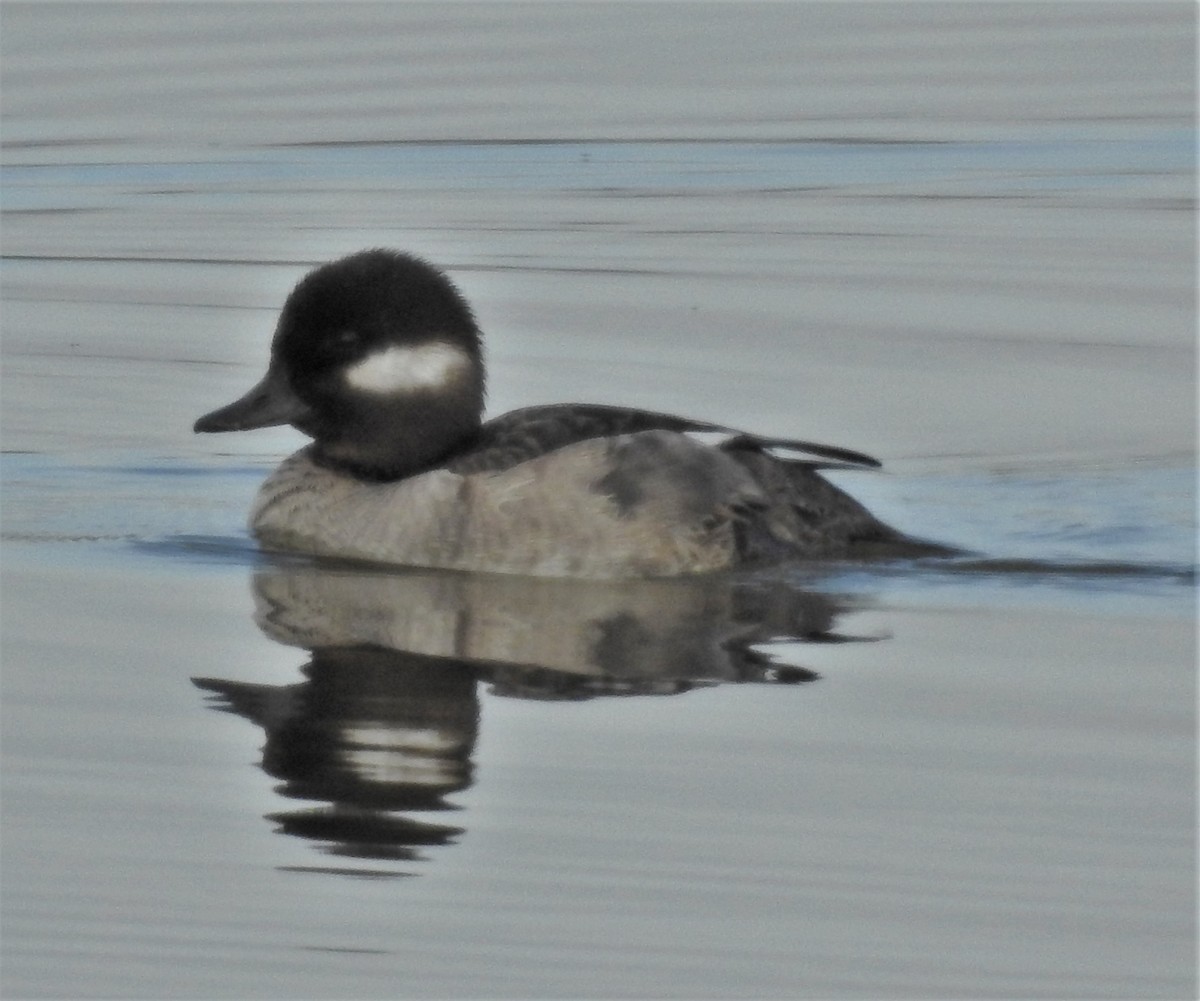 Bufflehead - Paul McKenzie