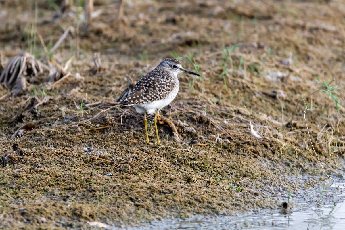 Wood Sandpiper - Ramesh Desai